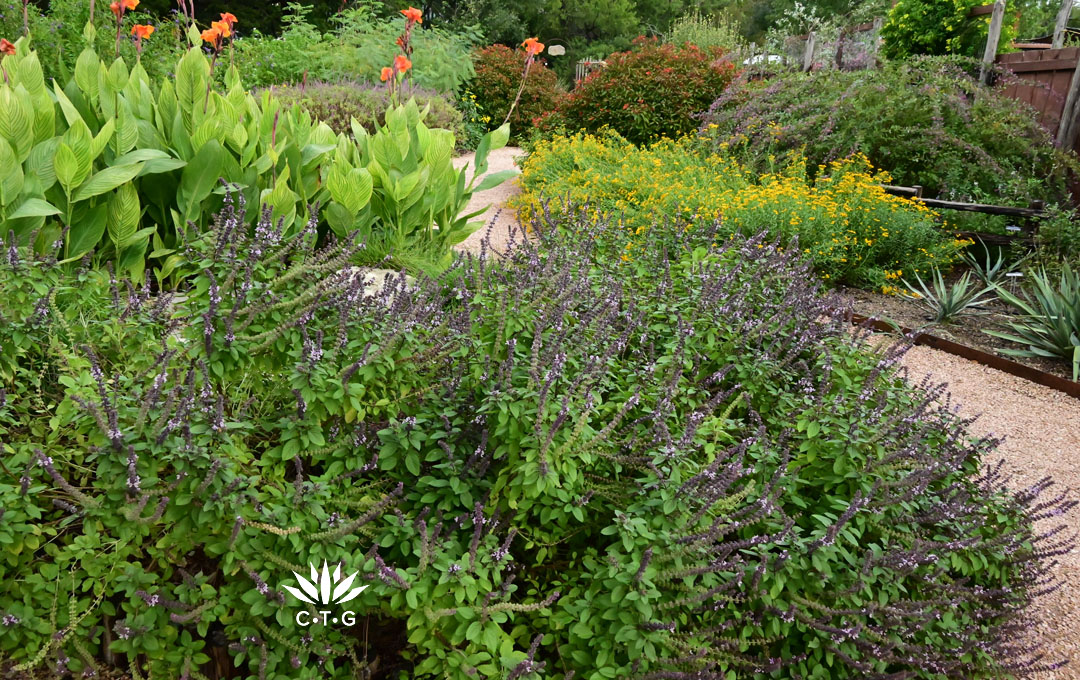 purple flowered plants against orange-flowered cannas; across the path, golden marigold and red-flowered shrub