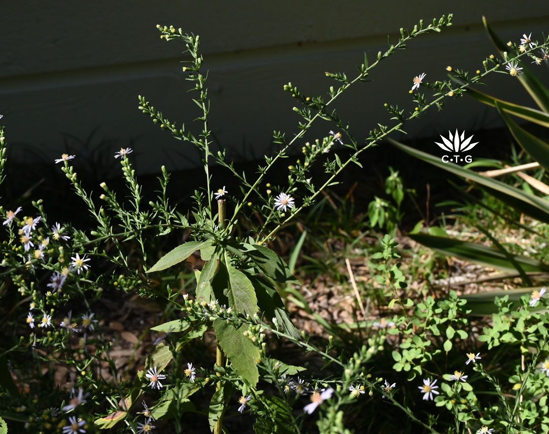 plant with large leaves and slender long stems of flowers