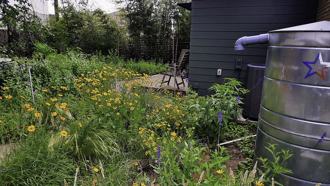 yellow flowers against rain cistern to backyard view