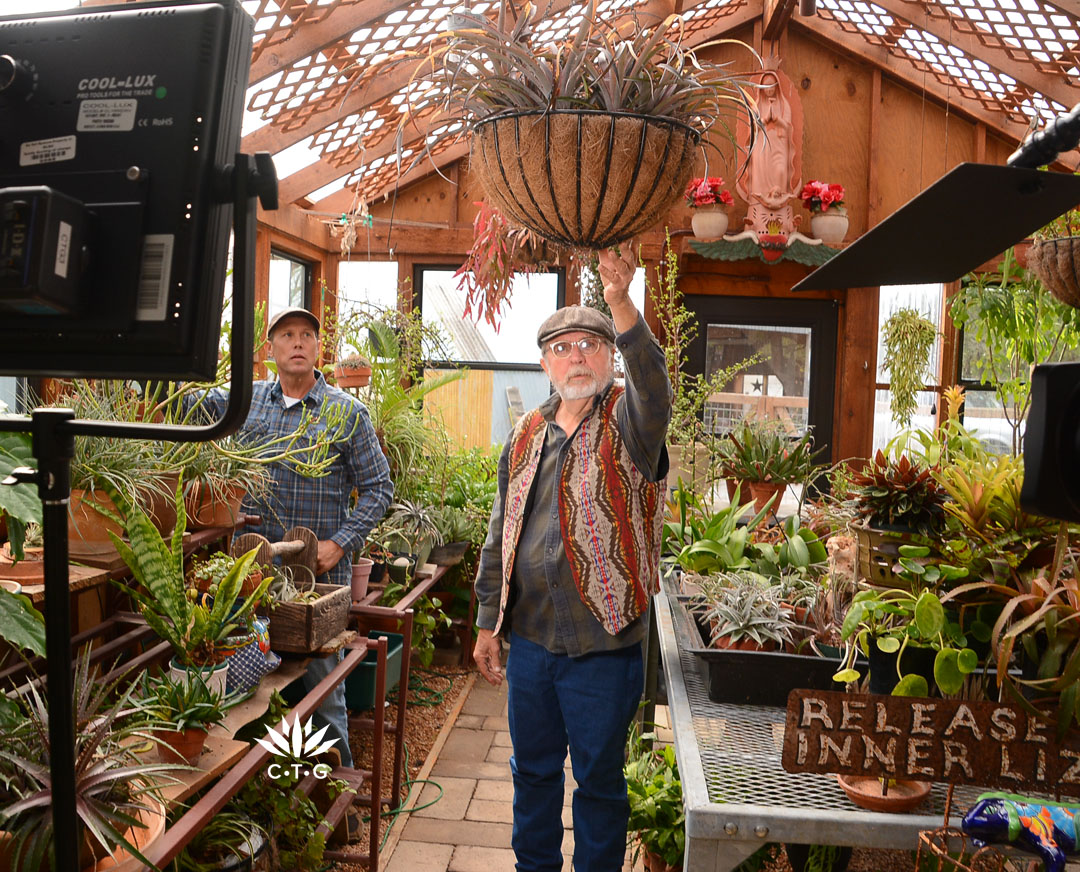 man in greenhouse reaching for hanging plant above his head