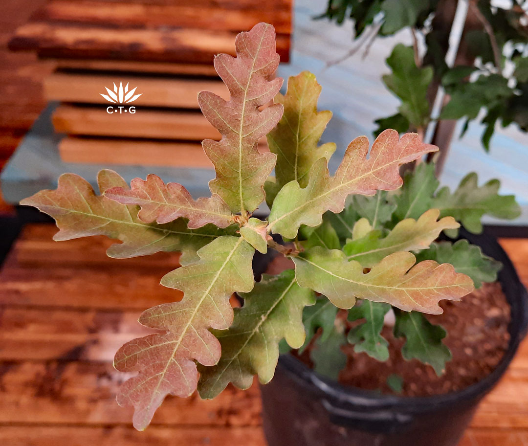 tree leaf with scalloped edges and slight apricot hue 