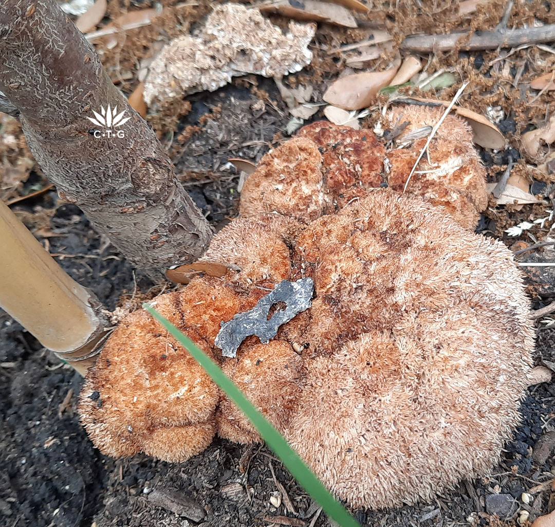 reddish brown large mushroom 