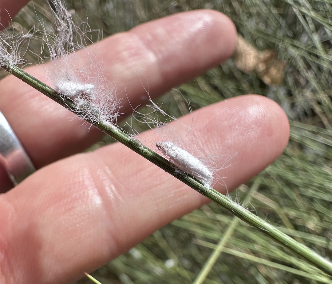 tiny white mealybug against man's fingers