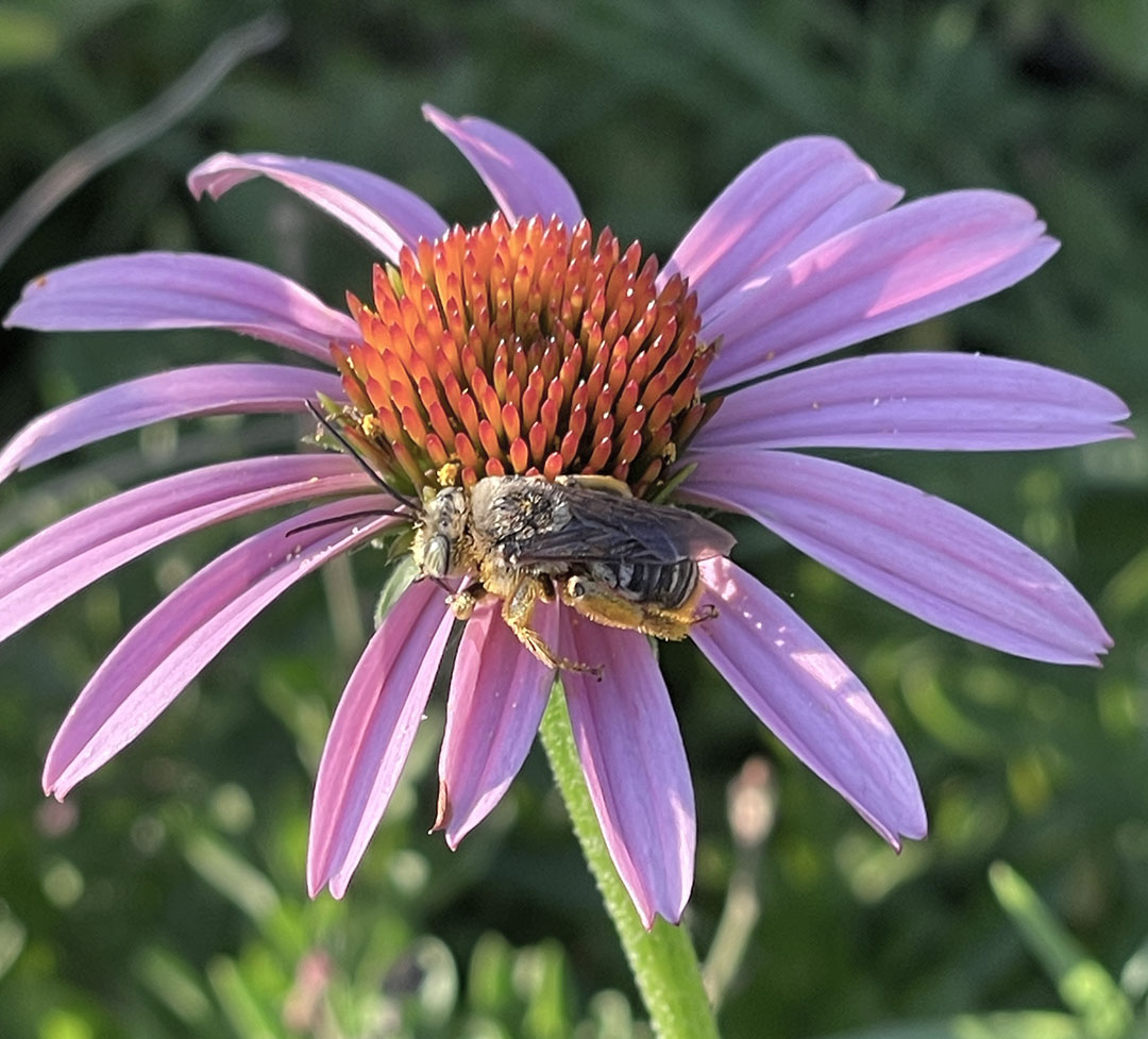 bee on pink coneflower