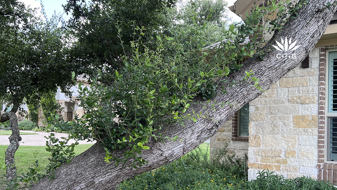 short leafy sprouts growing on live oak trunk