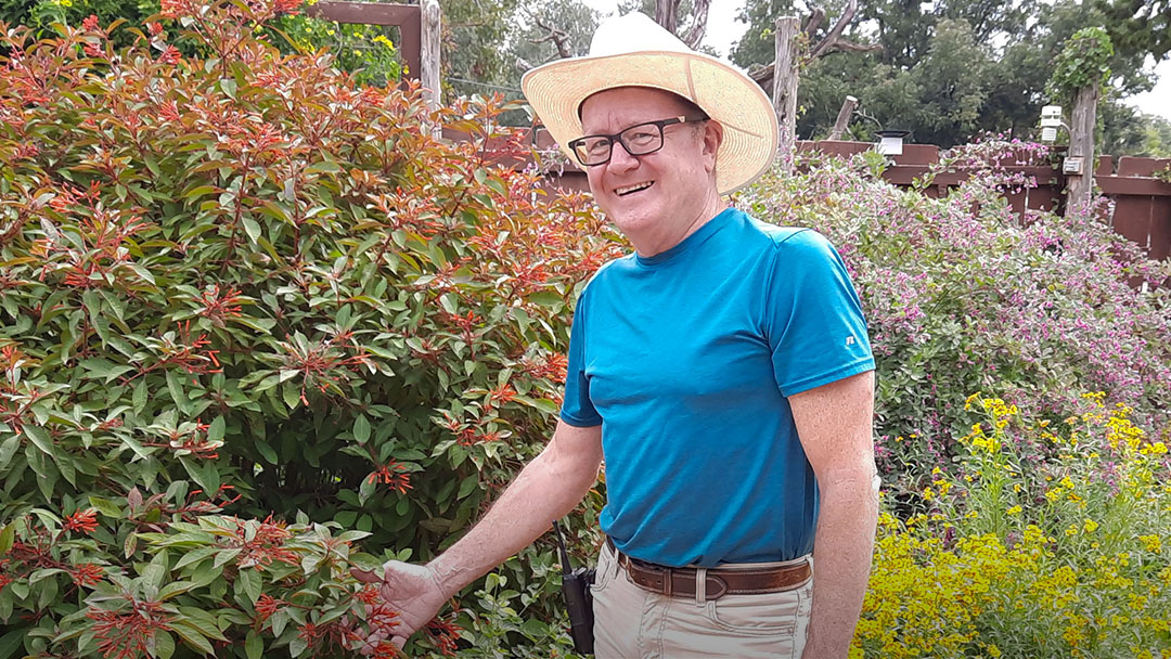 man in garden hat pointing to red-tipped large shrub