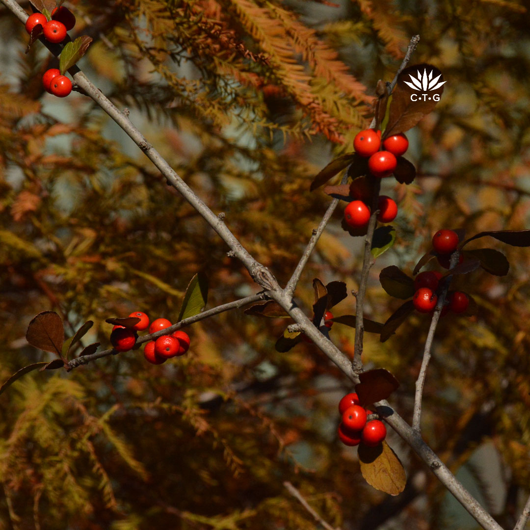 red berries against russet leaves