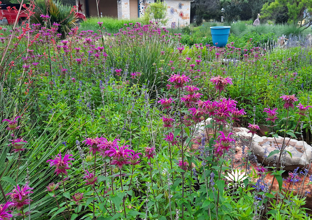 deep pink flowers against red yucca flowers and blue salvia flowers 