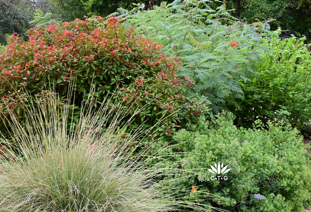 tall grass against various shrubby plants 