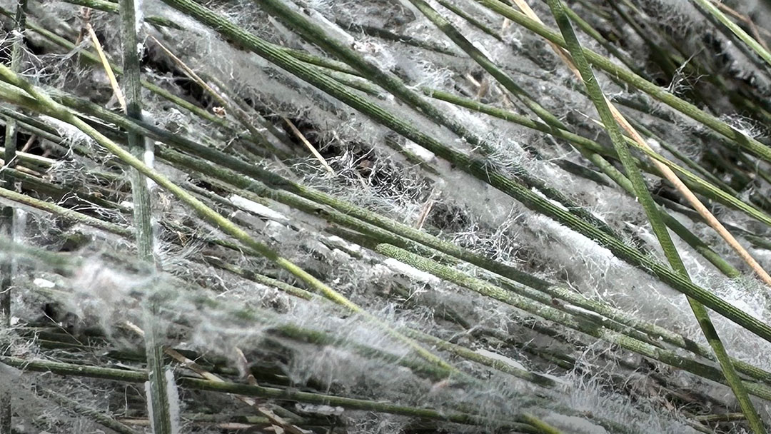 white fuzzy insects on grass blades