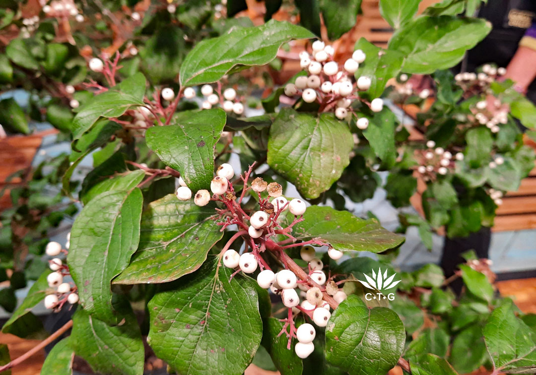 white berries on large green leaves