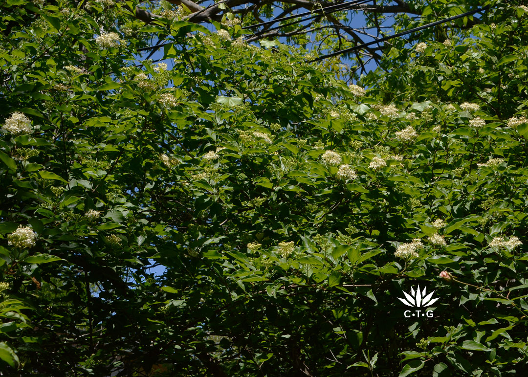 tall shrub with lots of white flowers 