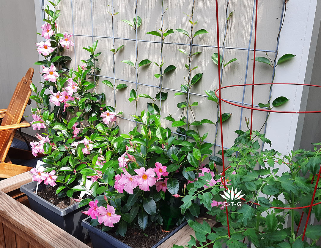 birght pink mandevilla climbing on metal trellis