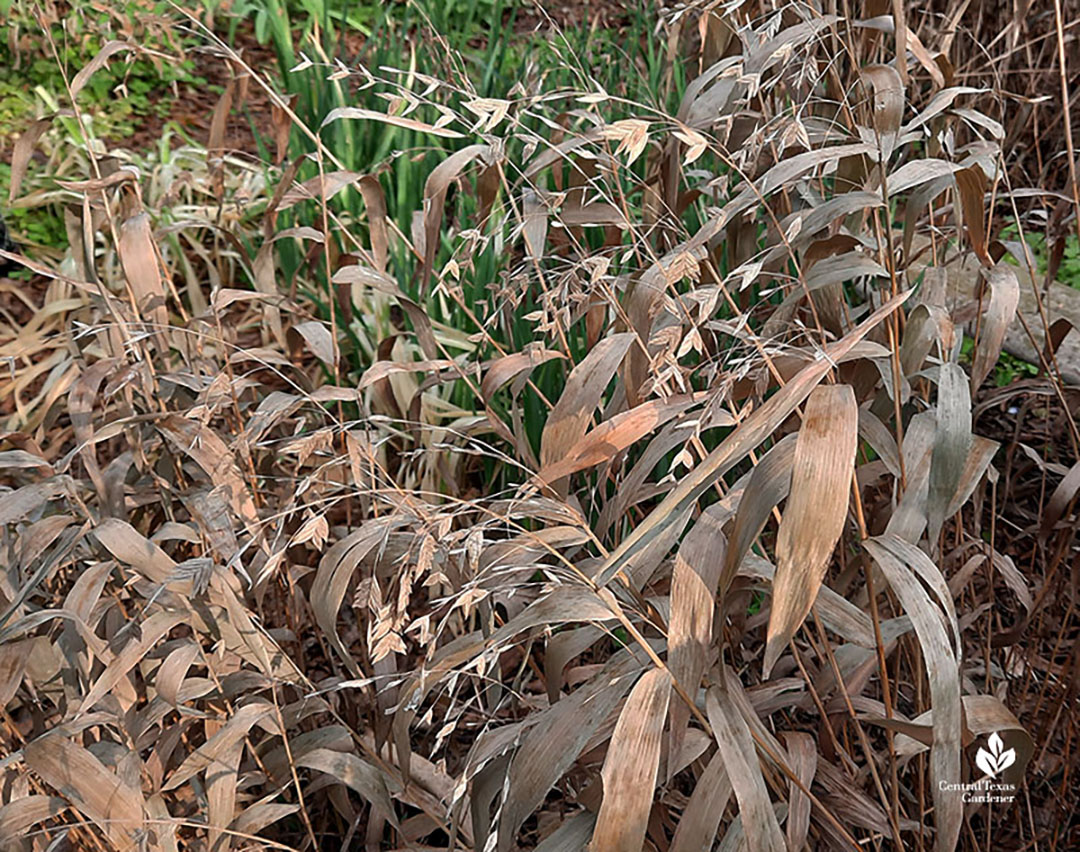 winter-browned inland sea oats