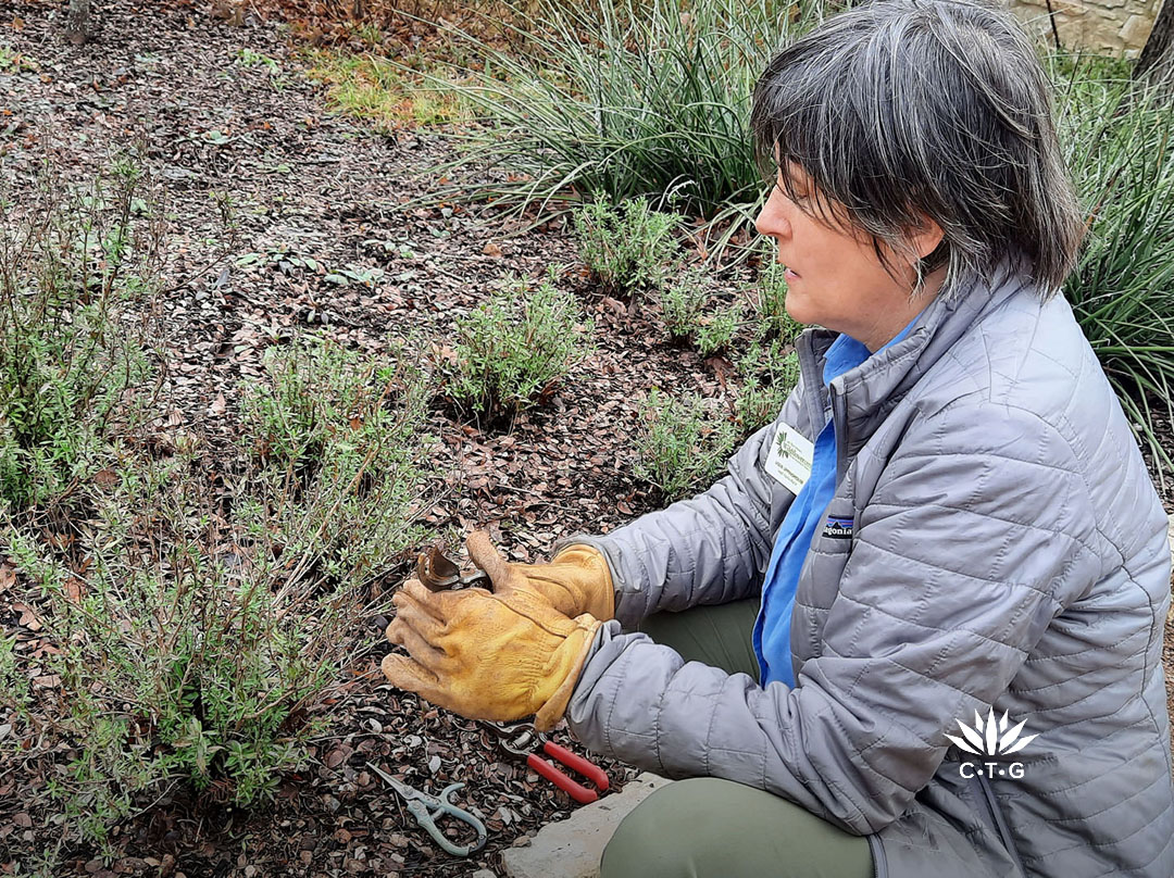 woman holding pruners contemplating a leggy plant