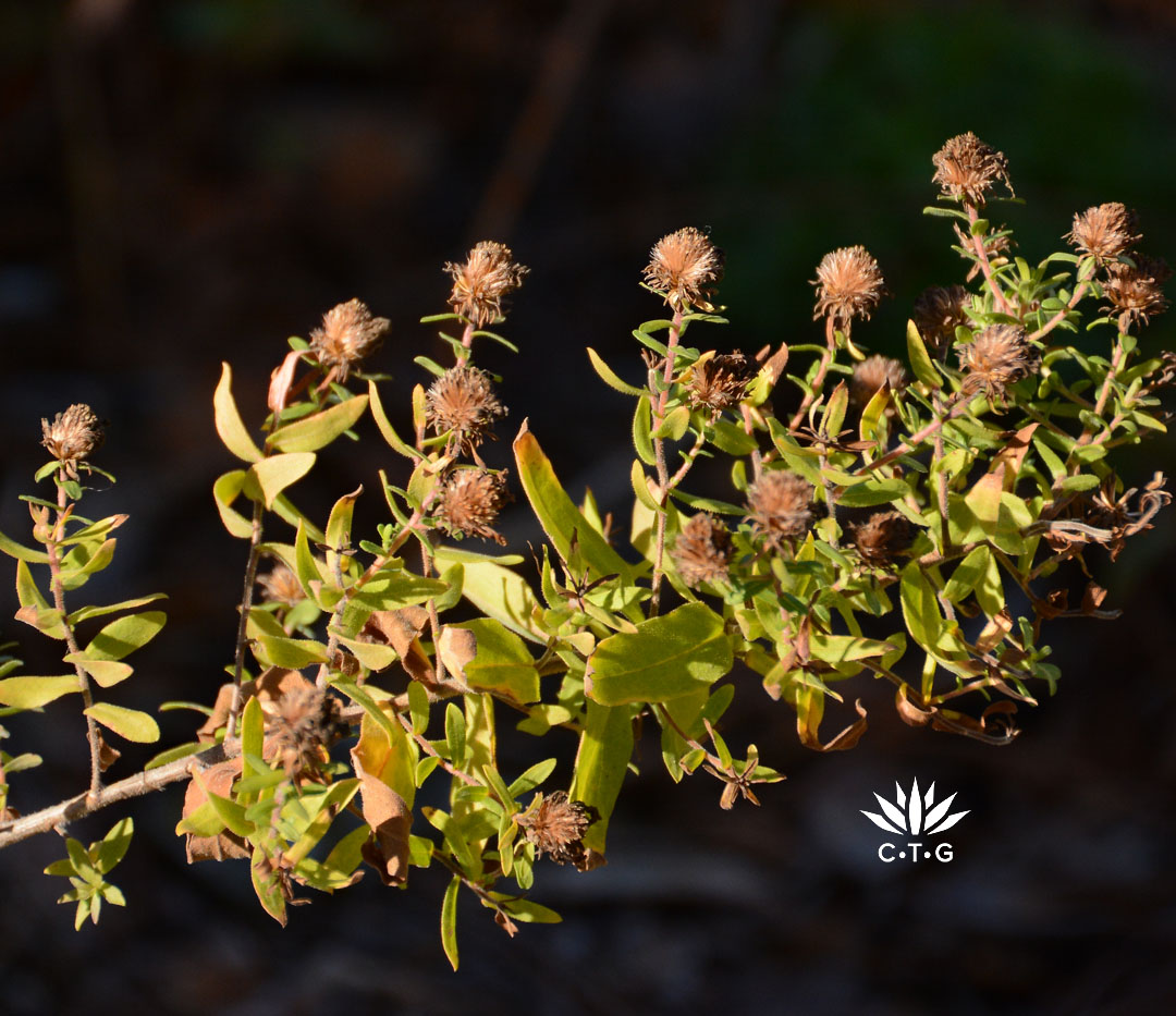 small brown seed heads on narrow-leaved plant