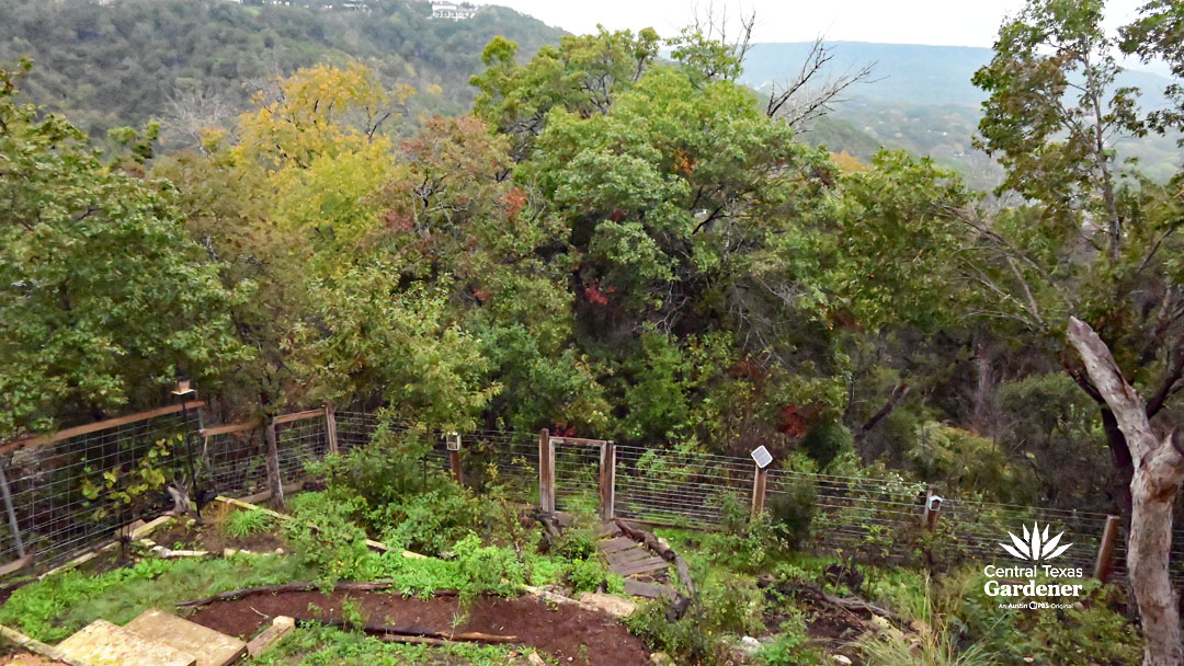 natural backyard of native plants to hillside trees 