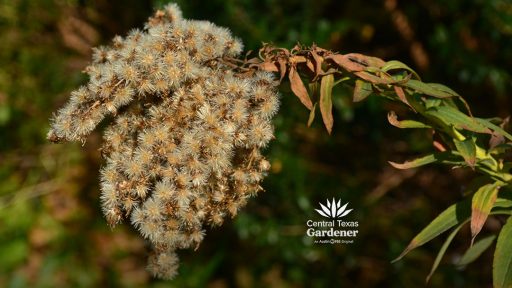 yellow-brown-white fluffy seed heads