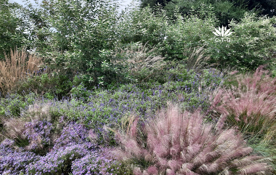 colorful clumping grasses, asters, salvias, almond verbena, live oak tree
