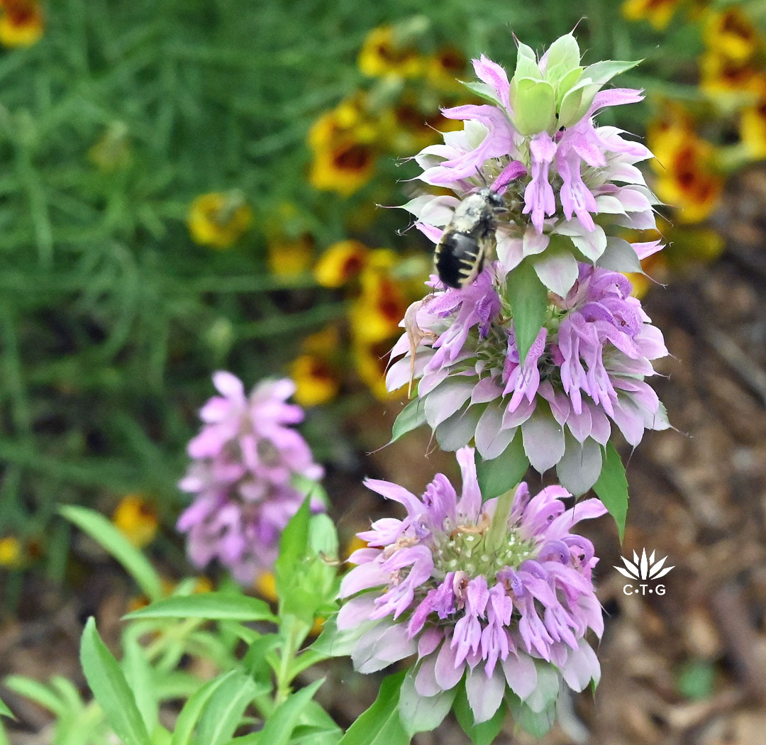 striped bee on lavender flower 