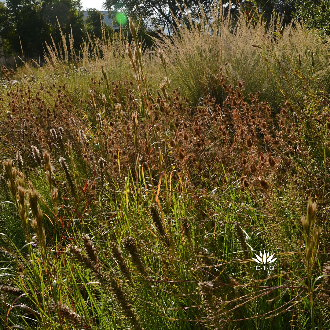 golden brown seed heads and native clumping grasses