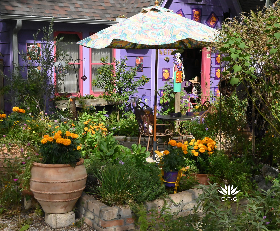 stone raised beds with herbs and marigolds; some marigolds in containers 