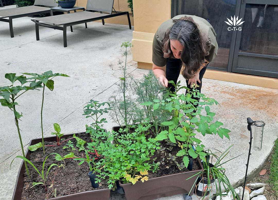 woman leaning over to inspect leaves of plant in small portable garden planter 