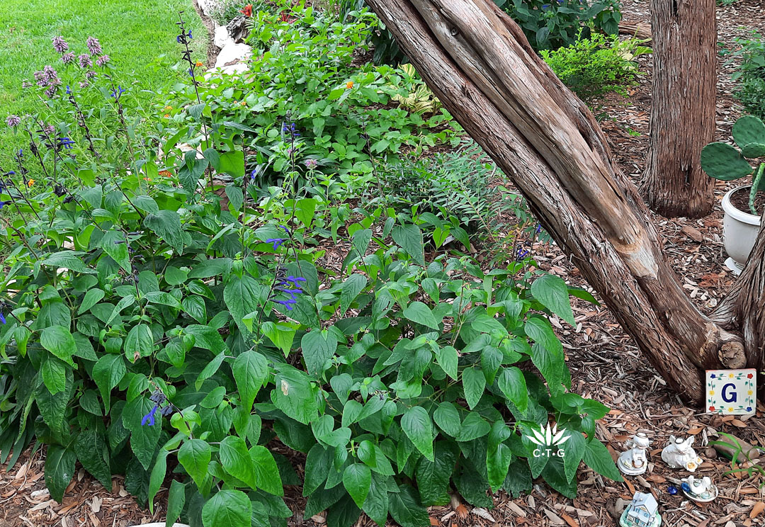 dark blue flowered salvia under cedar tree