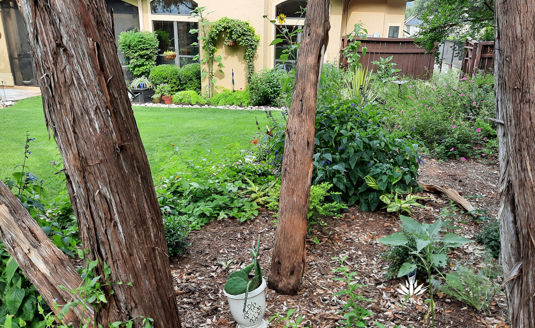 mulch bed with plants under two trunk of cedar tree looking out to grass lawn, house, and garden beds 