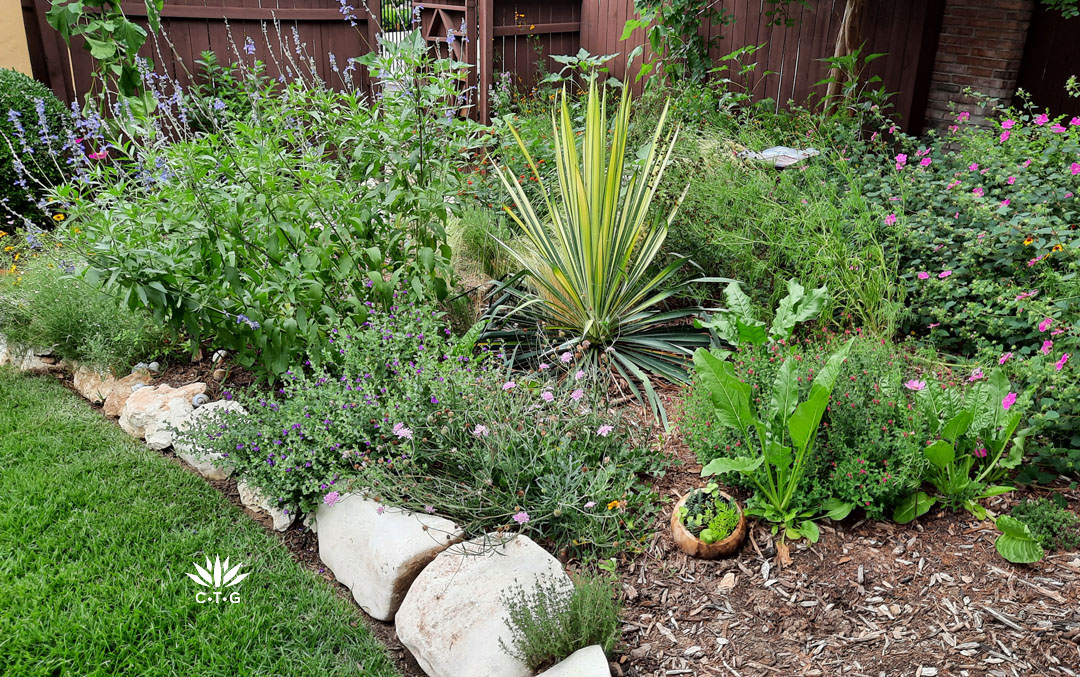 yellow bordered yucca with colorful perennials in limestone edged garden bed against fence