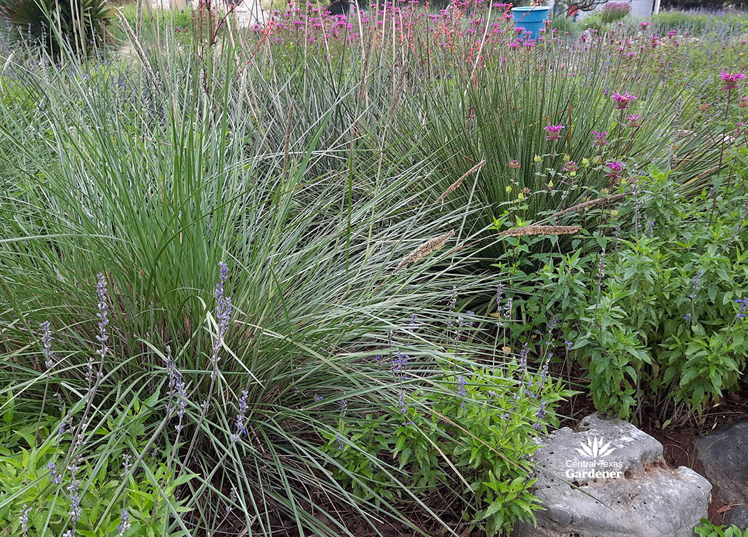 blue flowered salvia in foreground with bunch grass