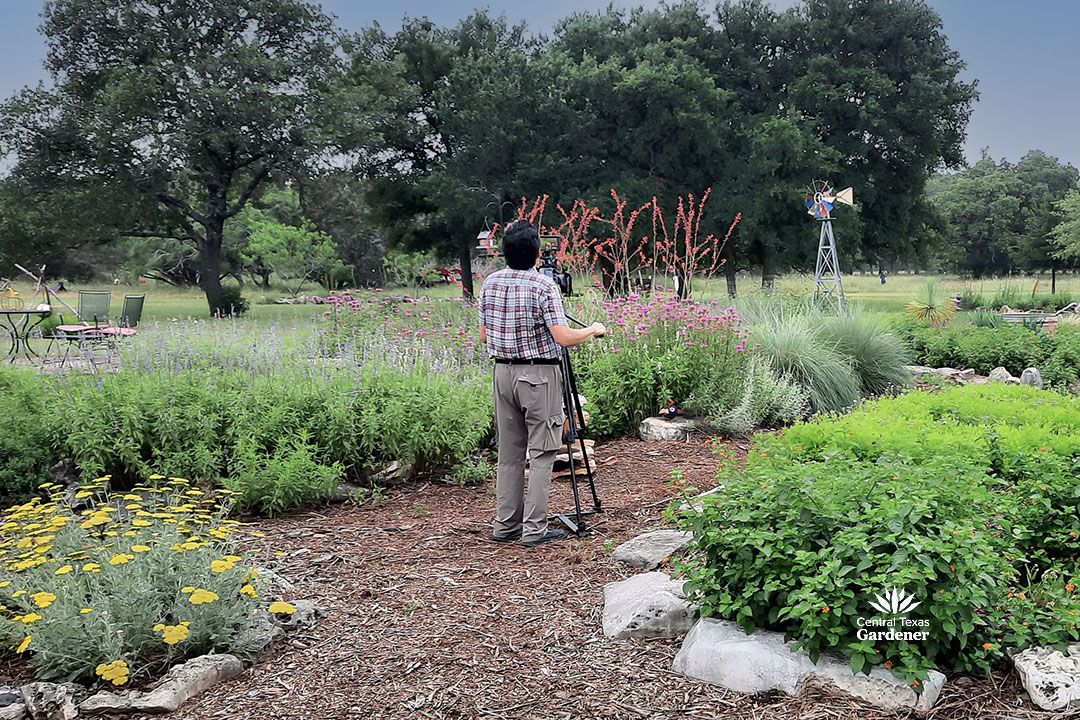 camera guy in front of camera in perennial garden looking out to live oak trees 