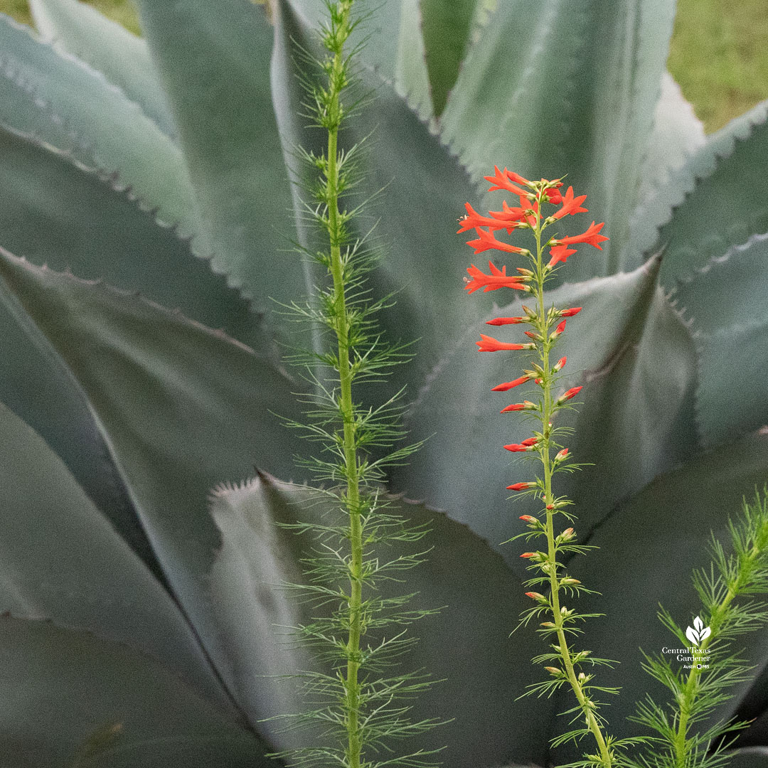 red-flowered tall slender stalk against gray green agave leaves