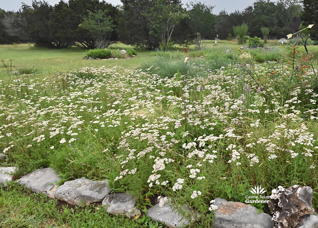 field of white yarrow flowers