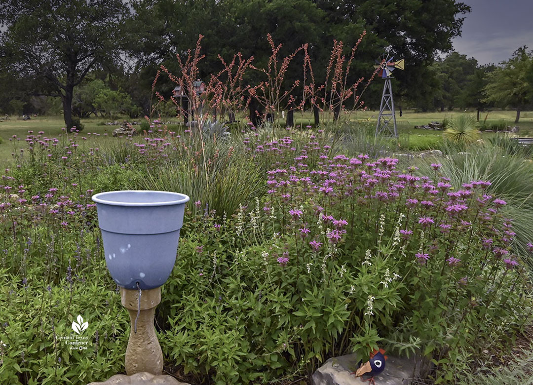 blue plastic planter  with drip tube against bee balm and white salvia