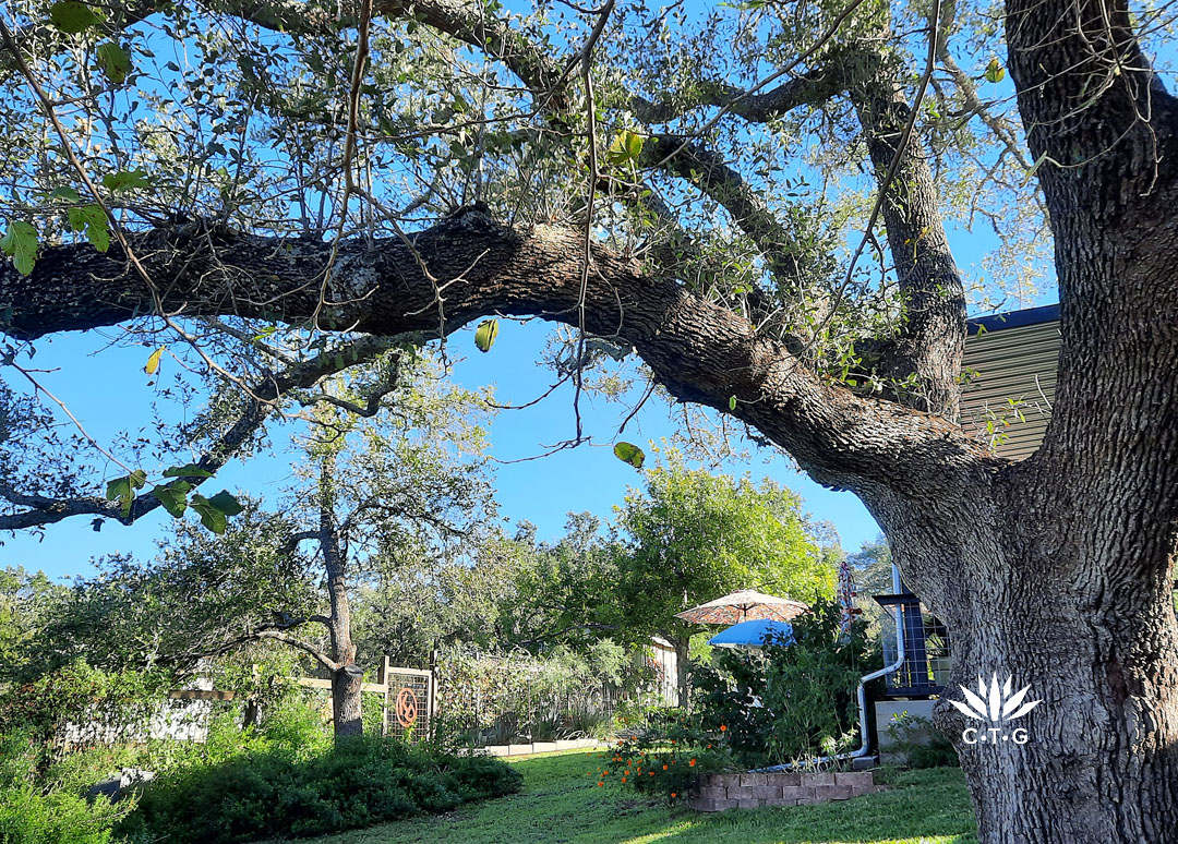 live oak tree branch over garden
