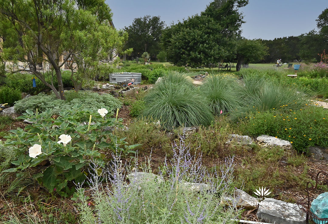 large trumpet-shaped whtie flowers, lavender flowered perennials with other gardens beyond