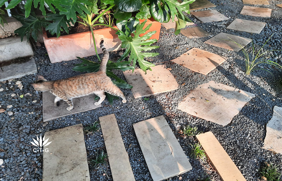 striped cat walks on different lengths and shapes of sand colored pavers on black gravel 