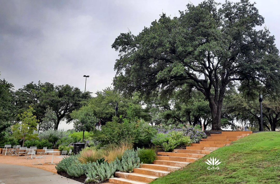 stone steps leading from berm live oak tree down to ground level; perennials and silver euphorbia rigida line the steps