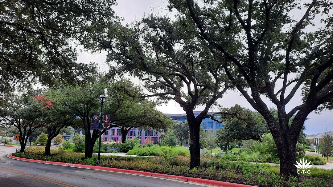 live oak trees lining street 