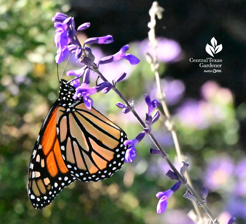 monarch butterfly on blue flower