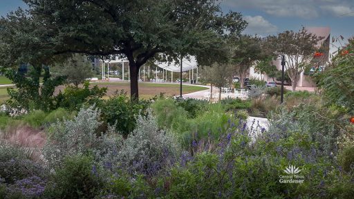 colorful perennials under live oak tree overlooking area that was once a parking lot