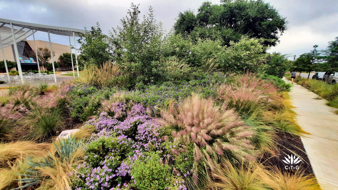 berm with live oak tree, grasses, colorful perennials in fall