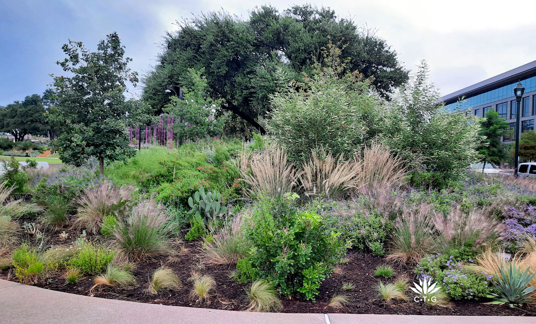 mound with native clump grasses, perennials, live oak tree