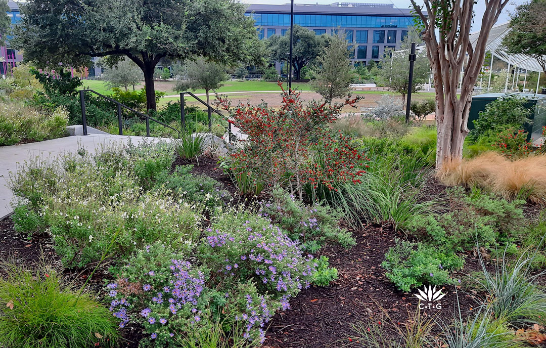 berm with yaupon holly and perennials overlooking sidewalk and park grounds around live oak trees
