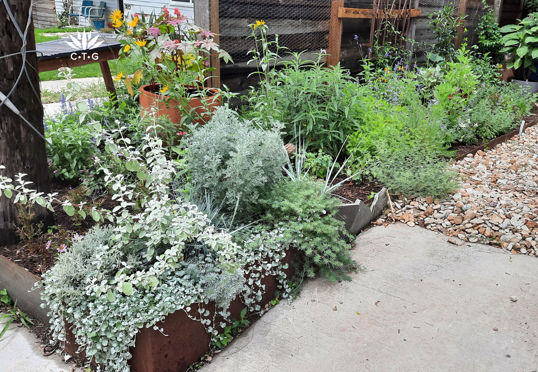 silvery plants among green foliage and colorful flowers on fence with view to neighbor