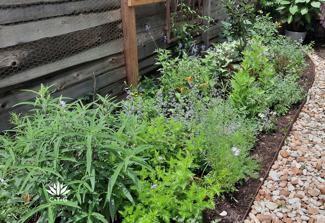 blue and lavender colored plants 