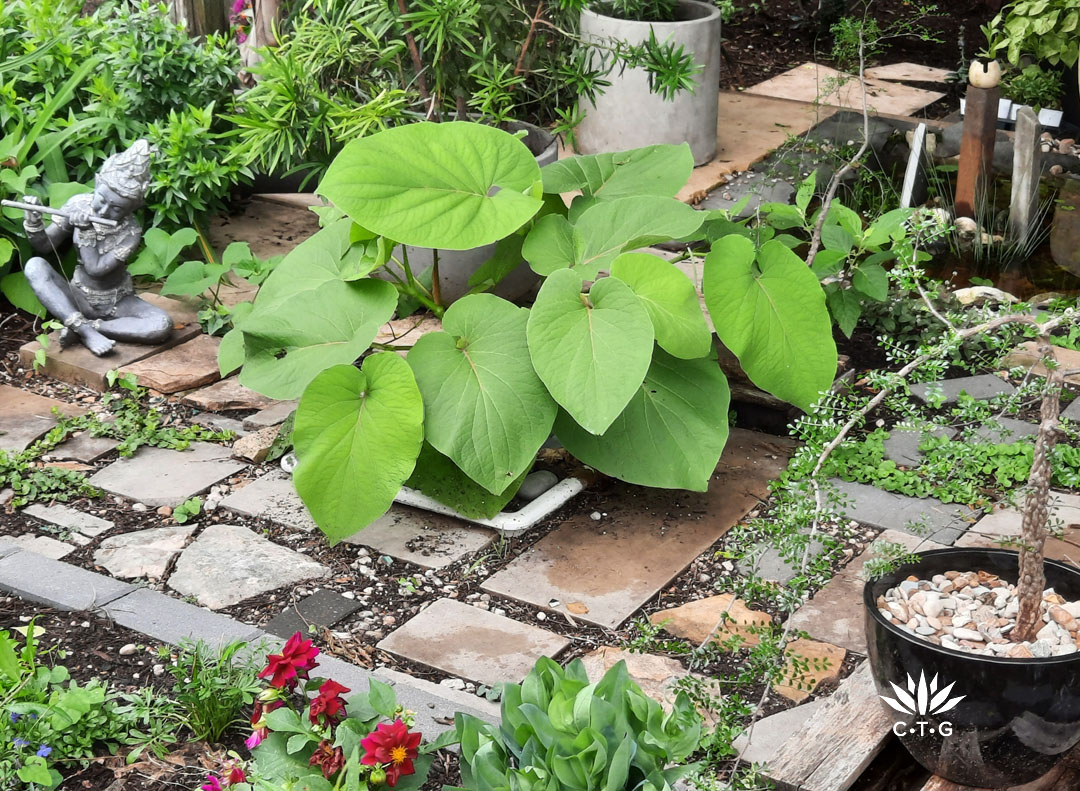 large-leafed plant--barely see white border of white porcelain sink