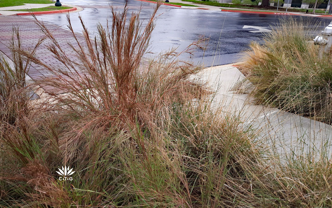 russet-toned grass in sidewalk bed