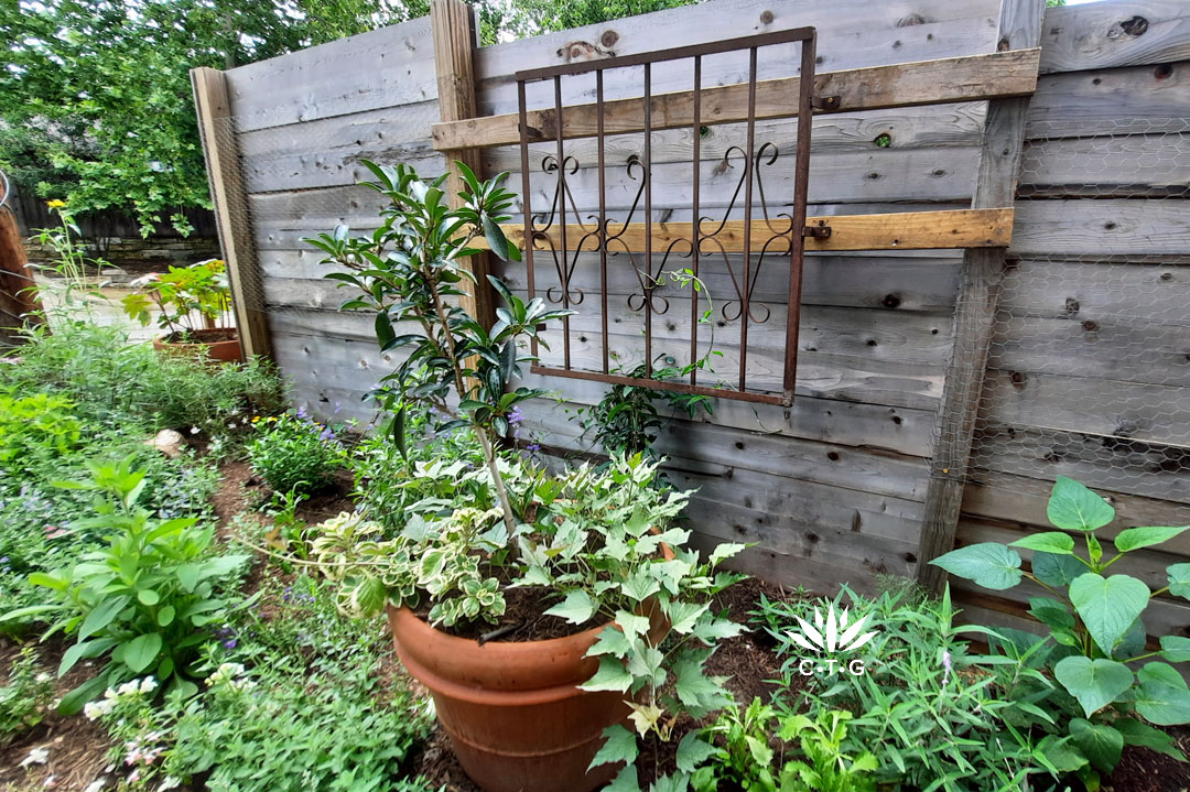 old gate or window security frame as trellis on fence